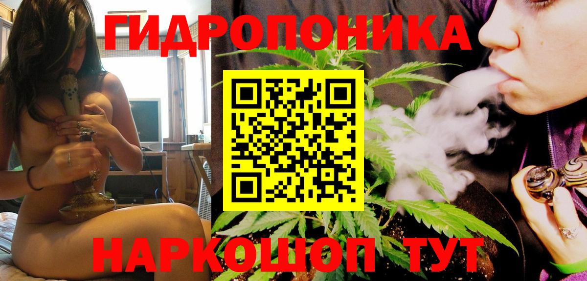 Конопля сатива Узловая